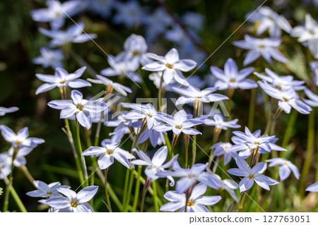 一簇白色鬱金香 127763051