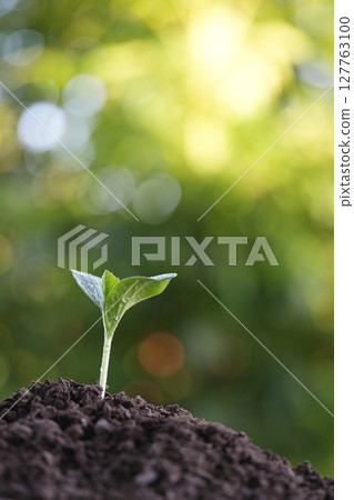 Macro closeup of pumpkin sprout growing 127763100