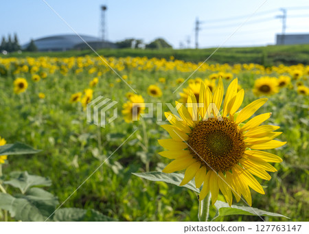 Sunflowers in full bloom in the Ishix flower garden at Banyu Fureai Park 127763147