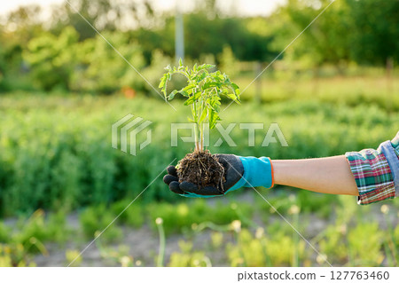 Tomato seedlings in hands of gardener, outdoor backyard vegetable garden farm 127763460