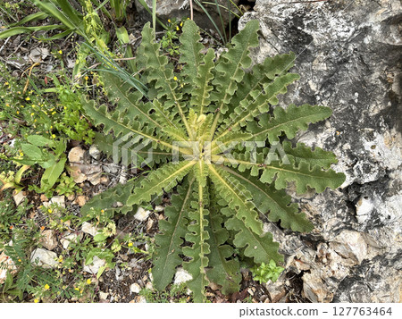 Wild plant Launaea (lat.- Launaea capitata) 127763464