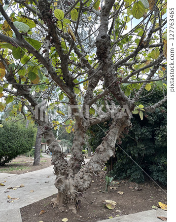 Sycamore fig with fruits (lat.- Ficus sycomorus) Sycamore fig with fruits (lat.- Ficus sycomorus) 127763465