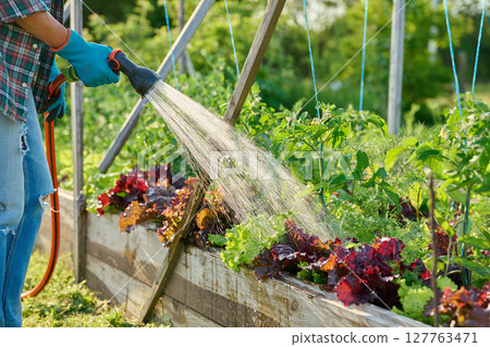 Gardener with hose watering plants of vegetables and herbs on raised garden bed Gardener with hose watering plants of vegetables and herbs on raised garden bed 127763471