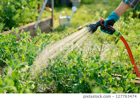 Watering green pea plants on raised garden bed with hose 127763474