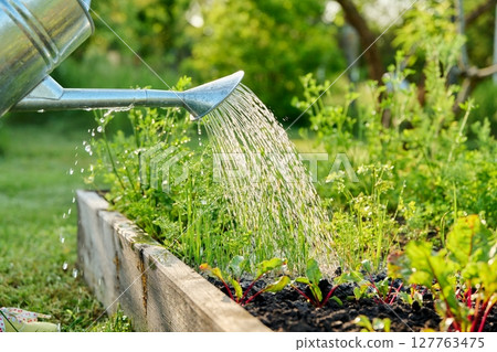 Close-up of watering can in hands watering green onion beets plants 127763475