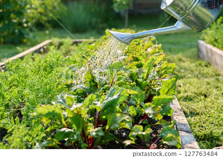 Close-up of watering can in hands watering beet plants Close-up of watering can in hands watering beet plants 127763484