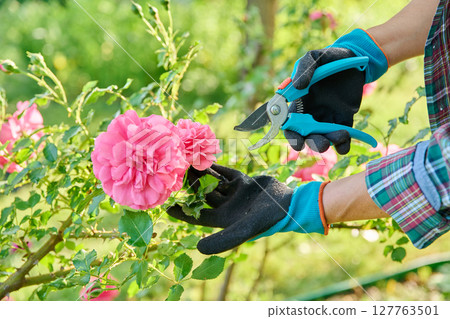 Caring for rose bushes in garden, close-up of hands of gardener with pruning shears 127763501