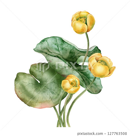 Watercolor bouquet of bud Water yellow Lily with green leaves. Hand drawn illustration Nuphar of lakewhite waterlily or lotus on isolated background. Beautiful composition chinese water lily Watercolor bouquet of bud Water yellow Lily with green leaves. Hand drawn illustration Nuphar of lakewhite waterlily or lotus on isolated background. Beautiful composition chinese water lily 127763508