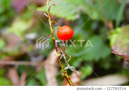 Red lily of the valley berries, Nagano Prefecture 127763514
