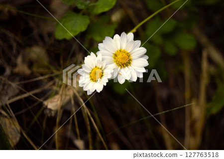 White chrysanthemum flowers Nagano Prefecture 2 127763518