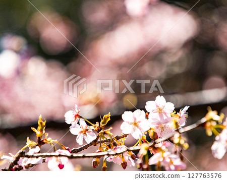 Kawazu cherry blossoms in full bloom bathed in the light of early spring 127763576
