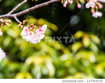 河津櫻花盛開，沐浴著初春的光輝 127763579