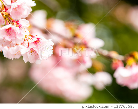 Kawazu cherry blossoms in full bloom bathed in the light of early spring Kawazu cherry blossoms in full bloom bathed in the light of early spring 127763583