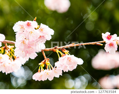 Kawazu cherry blossoms in full bloom bathed in the light of early spring Kawazu cherry blossoms in full bloom bathed in the light of early spring 127763584
