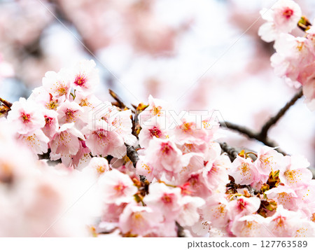 Kawazu cherry blossoms in full bloom bathed in the light of early spring 127763589