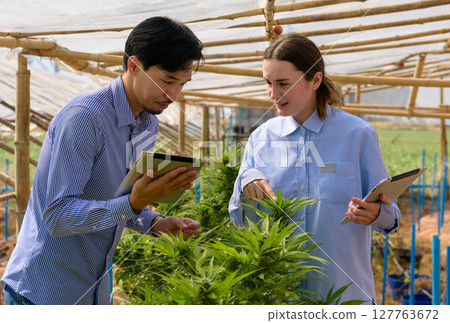 Two agricultural researchers inspecting cannabis plants inside greenhouse while using digital tablets for data collection Two agricultural researchers inspecting cannabis plants inside greenhouse while using digital tablets for data collection 127763672