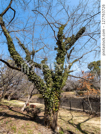 Old tree covered in ivy 127763726