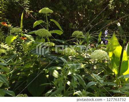 Annabelle hydrangea is a hydrangea that you can enjoy changing colors. 127763732