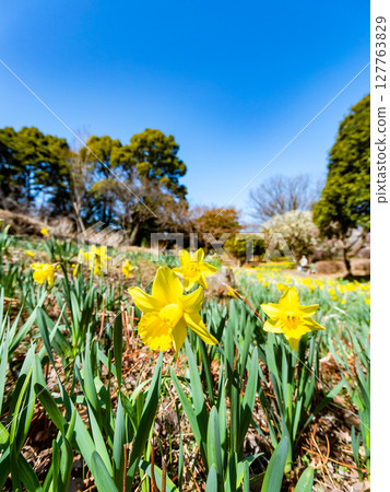 黃色的水仙花盛開，讓人聯想到春天的感覺 127763829
