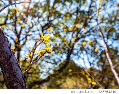 Pretty yellow flowers of Sansuyu in full bloom announcing the arrival of spring Pretty yellow flowers of Sansuyu in full bloom announcing the arrival of spring 127763840