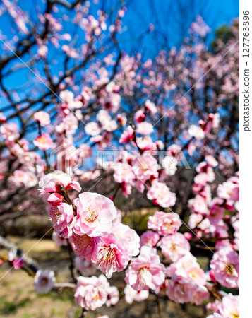 The pure and pretty pale pink plum blossoms in full bloom herald the New Year. The pure and pretty pale pink plum blossoms in full bloom herald the New Year. 127763896