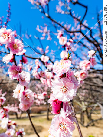 The pure and pretty pale pink plum blossoms in full bloom herald the New Year. The pure and pretty pale pink plum blossoms in full bloom herald the New Year. 127763899