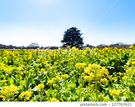 春天到來 油菜花沐浴明媚陽光 127763921