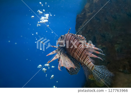 The red lion fish in water 127763966