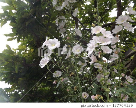 Beautiful white hollyhock flowers 127764139