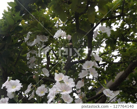 Beautiful white hollyhock flowers 127764140