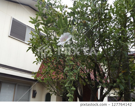 Beautiful white hollyhock flowers 127764142