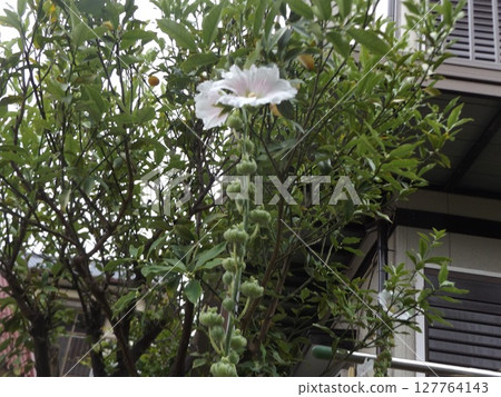 美麗的白色蜀葵花 127764143