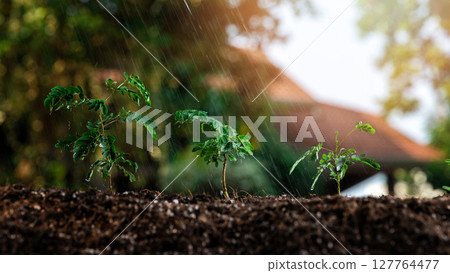 A farmer watering the Spinach seedling that was planted in the nursery. 127764477
