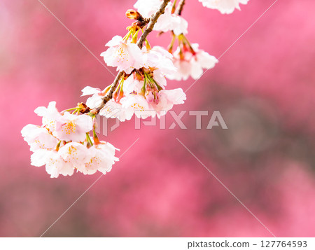 An elegant weeping cherry tree in full bloom with a beautiful pink flower background 127764593