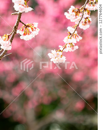 一棵優雅的垂枝櫻花樹盛開,背景是美麗的粉紅色花朵 一棵優雅的垂枝櫻花樹盛開,背景是美麗的粉紅色花朵 127764604