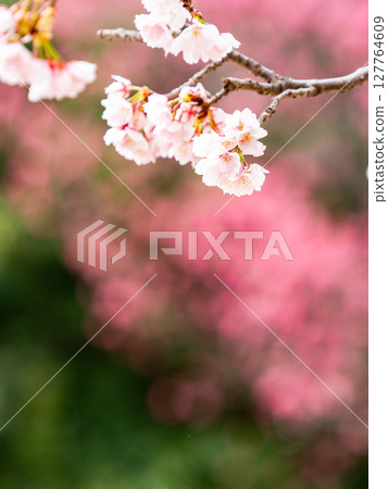 一棵優雅的垂枝櫻花樹盛開，背景是美麗的粉紅色花朵 127764609
