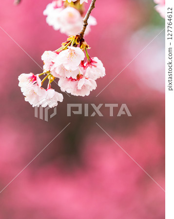 一棵優雅的垂枝櫻花樹盛開，背景是美麗的粉紅色花朵 127764612