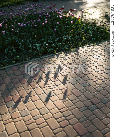 Tulips in a garden cast long shadows on the pavement as the sun sets. Tulips in a garden cast long shadows on the pavement as the sun sets. 127764839