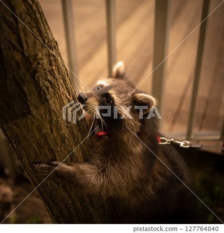 Raccoon in Red Harness on the Lookout Raccoon in Red Harness on the Lookout 127764840