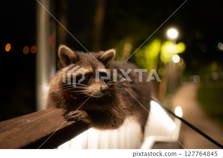 Positioned on a railing, the raccoon keeps a watchful eye on its environment Positioned on a railing, the raccoon keeps a watchful eye on its environment 127764845