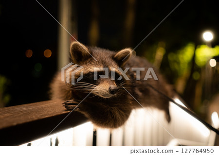 Positioned on a railing, the raccoon keeps a watchful eye on its environment 127764950