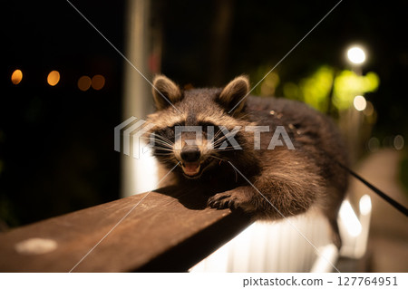 Positioned on a railing, the raccoon keeps a watchful eye on its environment Positioned on a railing, the raccoon keeps a watchful eye on its environment 127764951