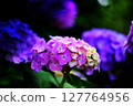 Hydrangea blooming in the rainy season 127764956