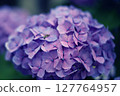 Hydrangea and honeybee 127764957