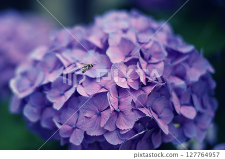 Hydrangea and honeybee 127764957
