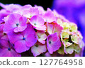 Close-up of hydrangea 127764958