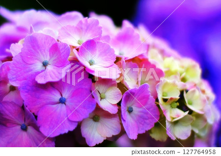 Close-up of hydrangea 127764958