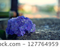 Hand water and hydrangea 127764959