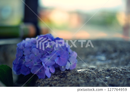 Hand water and hydrangea 127764959