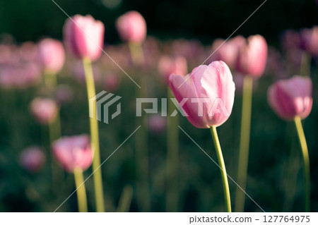 Radiant Pink Tulip Amidst the Garden 127764975